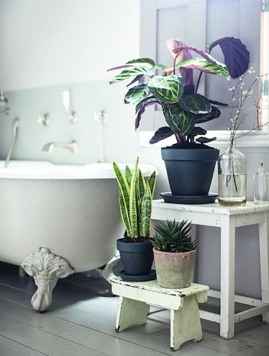 Des plantes